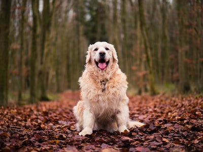 长毛棕褐色的狗站在棕色的树叶上